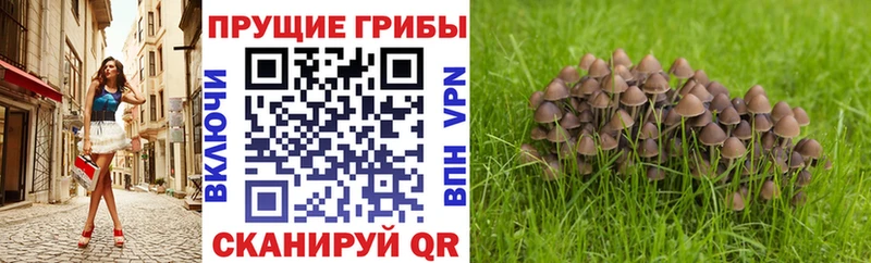 Псилоцибиновые грибы Psilocybine cubensis  Стерлитамак 